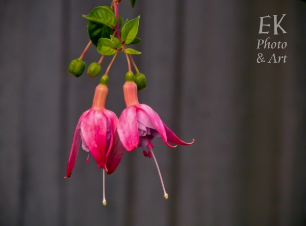 Pink Fuchsia - Floral Photography
